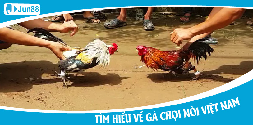 Jun88 - Niềm Tự Hào Về Gà Chọi Nòi Việt Nam Với Đặc Trưng Không Loài Nào Sánh Được